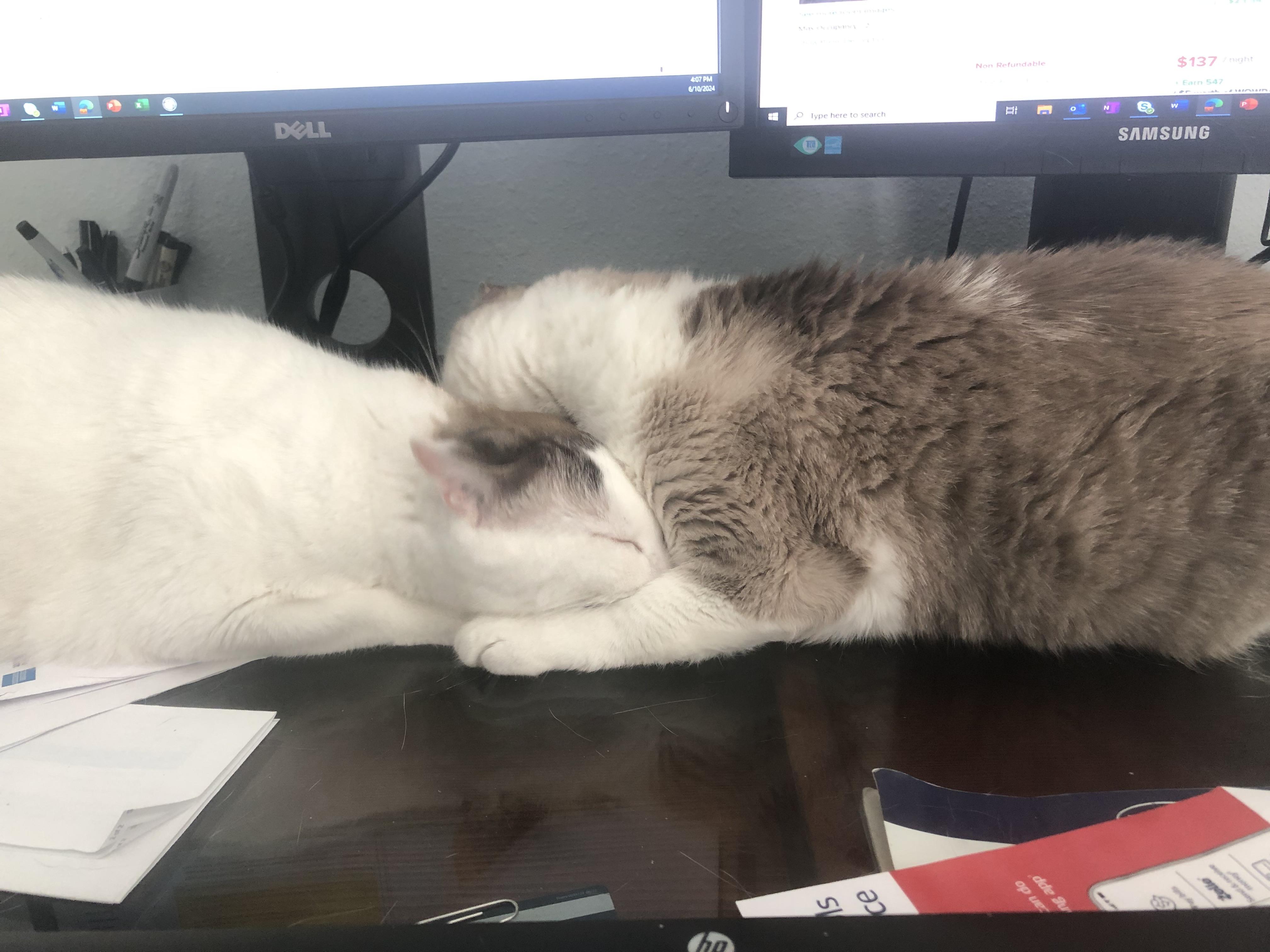 Enlarge Ellie (See video!) so loving!, a ADOPTABLE Domestic Short Hair in St. Augustine, FL image 5/5