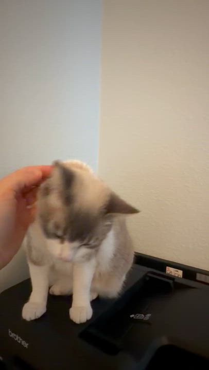 Enlarge Ellie (See video!) so loving!, a ADOPTABLE Domestic Short Hair in St. Augustine, FL video 3/5