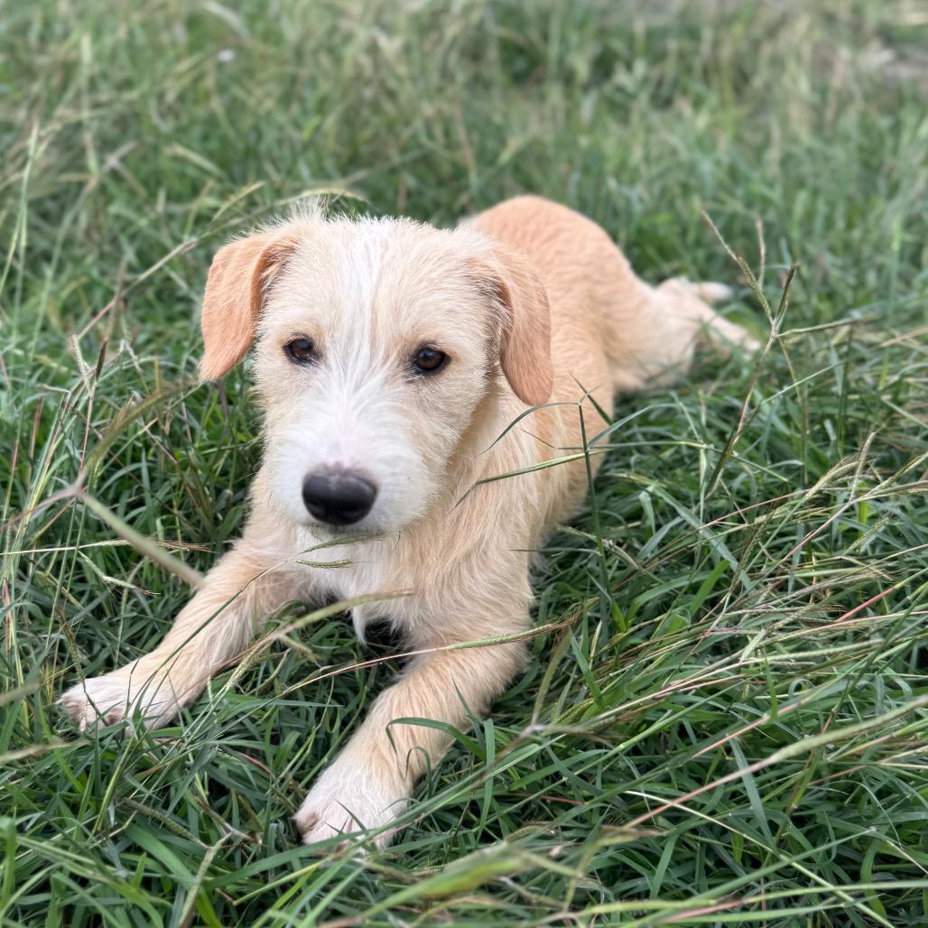 Poppy, Adoptable, Young Female Terrier & Basset Hound.