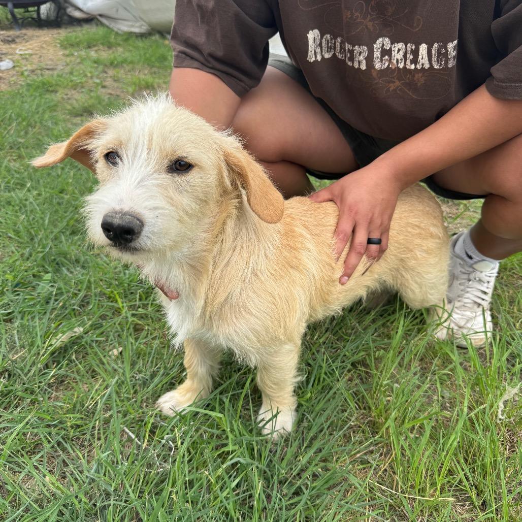 Enlarge Poppy, a Adoptable mixed breed in San Antonio, TX image 2/2
