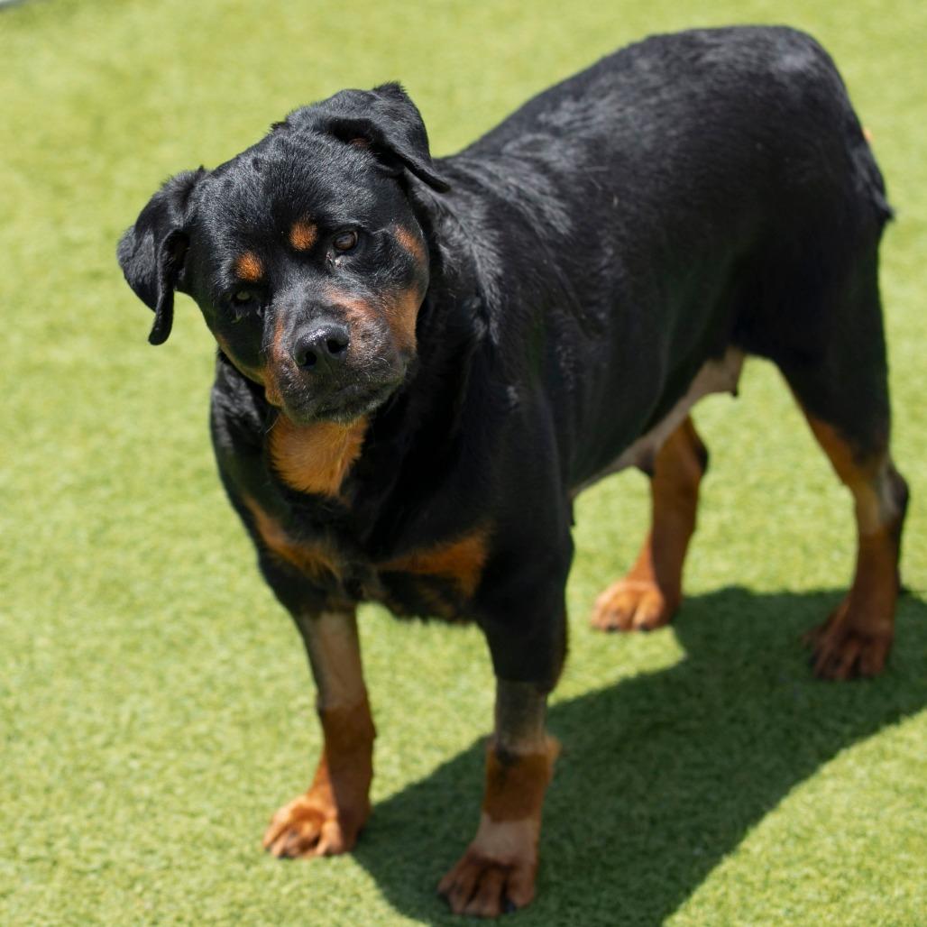 Layla (JN26-11), Adoptable, Senior Female Rottweiler.