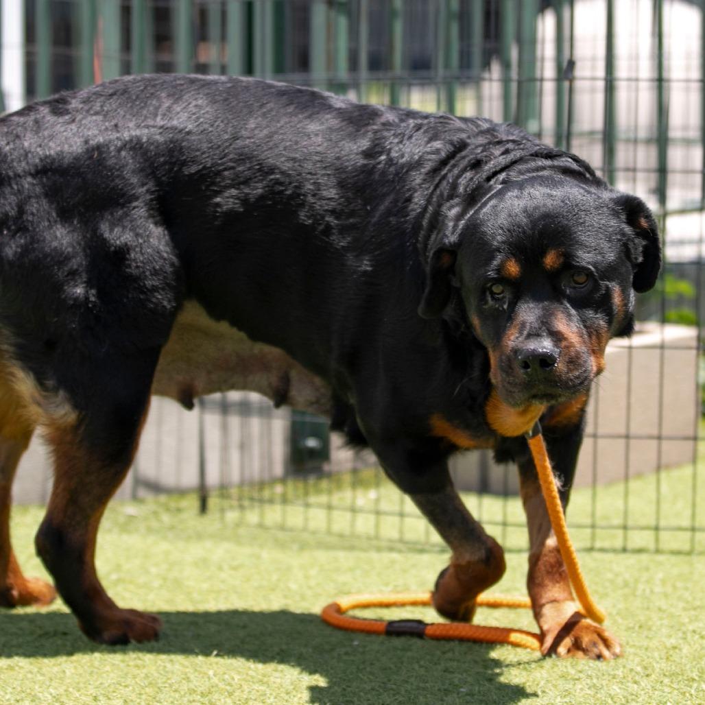 Layla (JN26-11), a Adoptable Rottweiler in Peyton, CO image 2/6