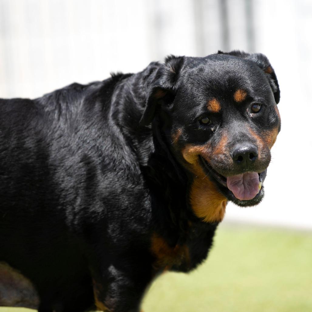 Layla (JN26-11), a Adoptable Rottweiler in Peyton, CO image 3/6