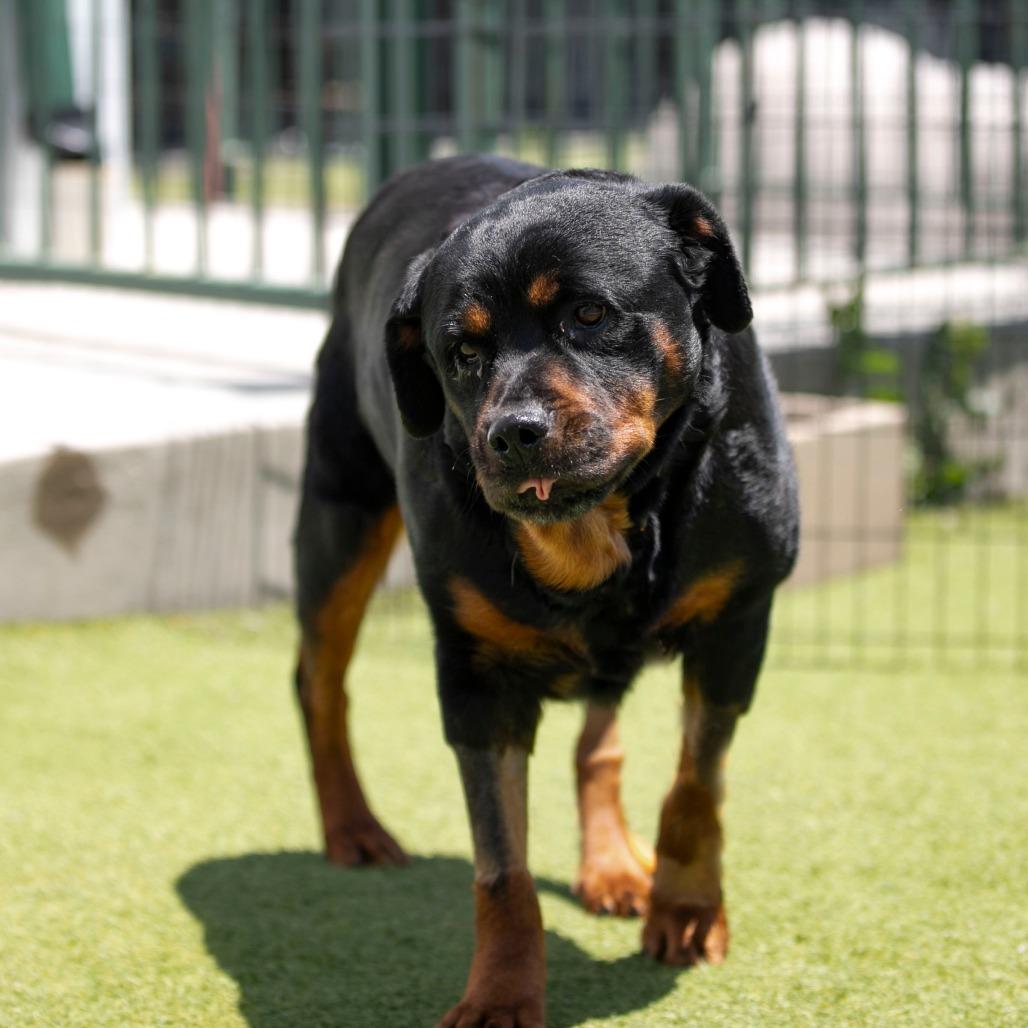 Layla (JN26-11), a Adoptable Rottweiler in Peyton, CO image 4/6