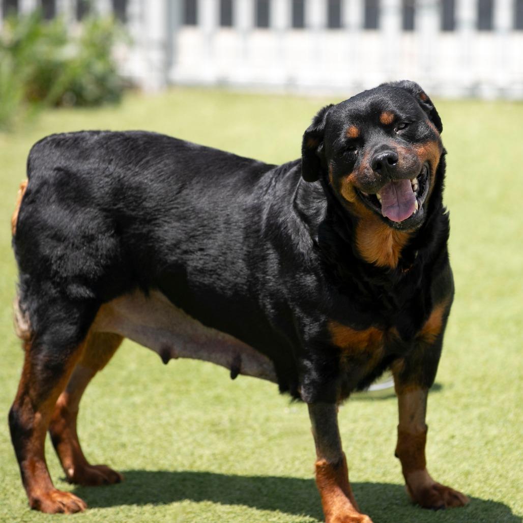 Layla (JN26-11), a Adoptable Rottweiler in Peyton, CO image 5/6