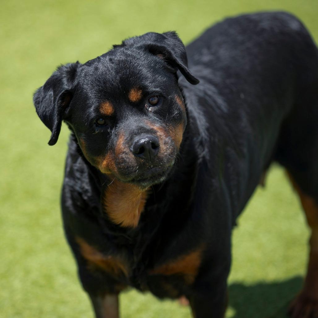 Layla (JN26-11), a Adoptable Rottweiler in Peyton, CO image 6/6