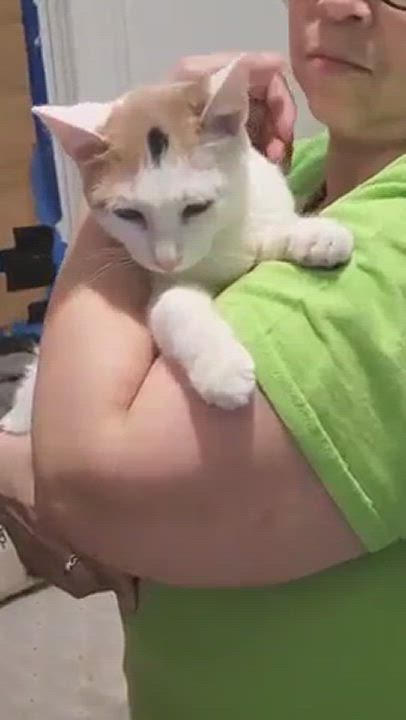 Enlarge ZARA, a Adoptable mixed breed in Brooklyn, NY video 3/5