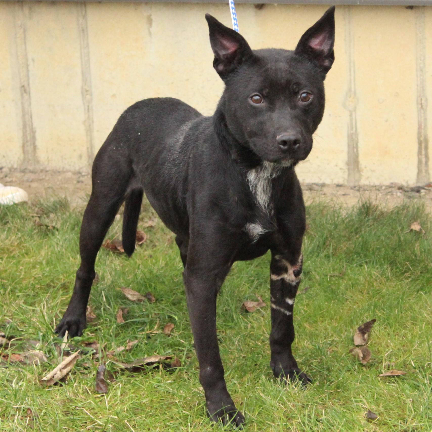 Enlarge Galena, a ADOPTABLE mixed breed in Eaton, OH image 5/6