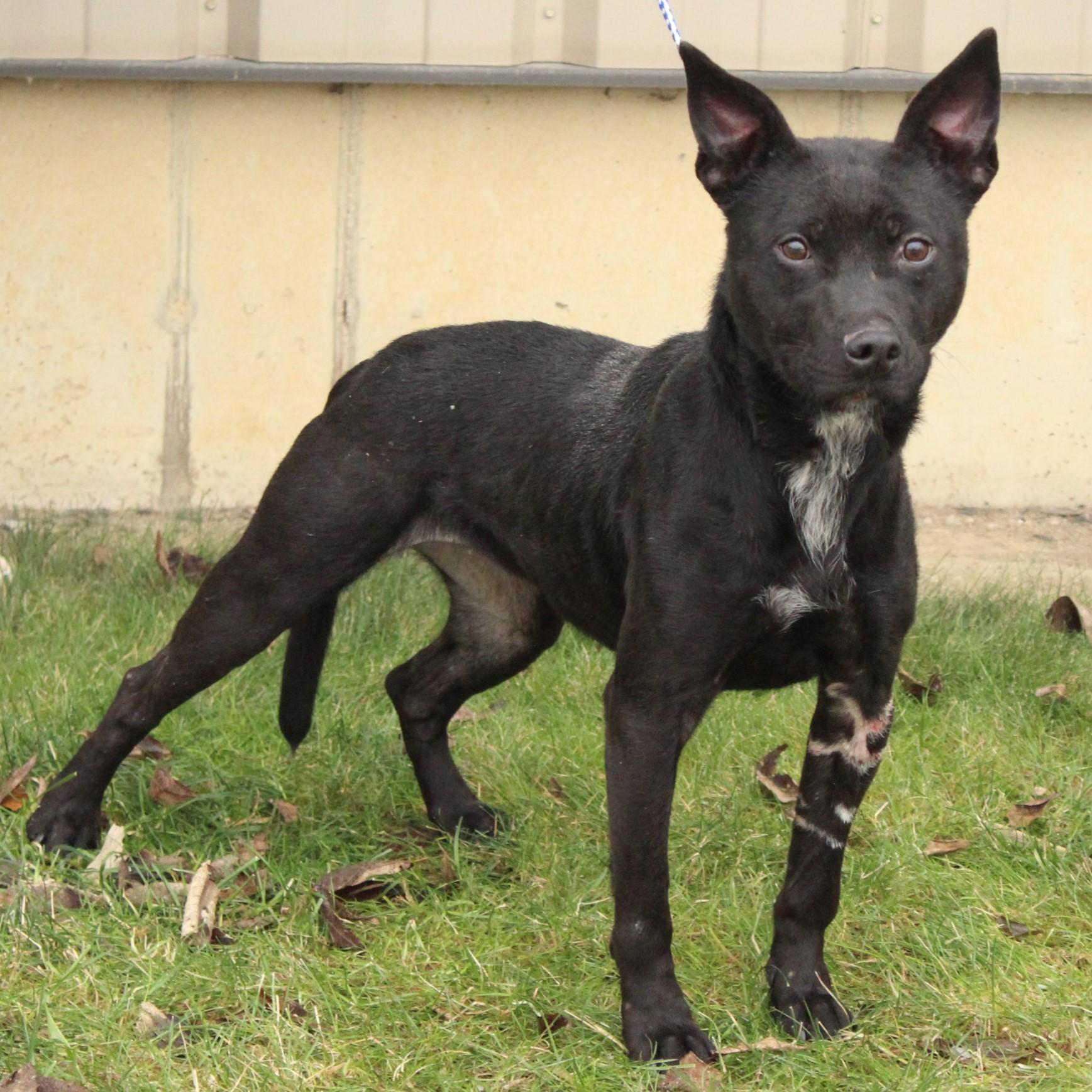 Enlarge Galena, a ADOPTABLE mixed breed in Eaton, OH image 3/6