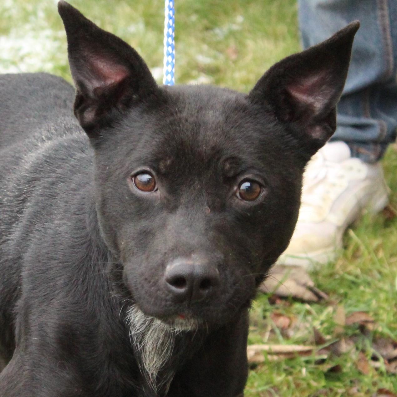 Enlarge Galena, a ADOPTABLE mixed breed in Eaton, OH image 1/6