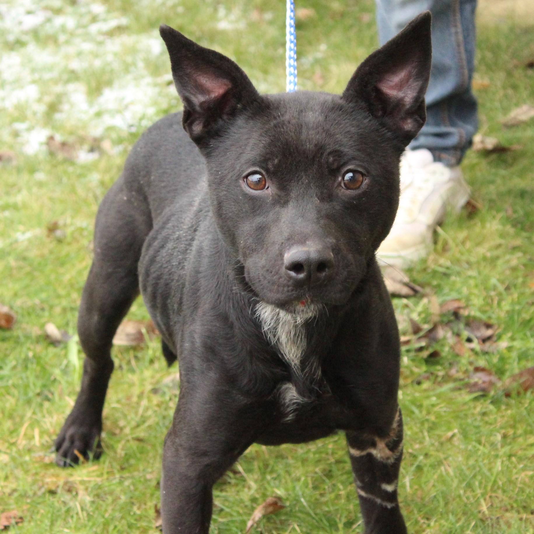 Enlarge Galena, a ADOPTABLE mixed breed in Eaton, OH image 2/6