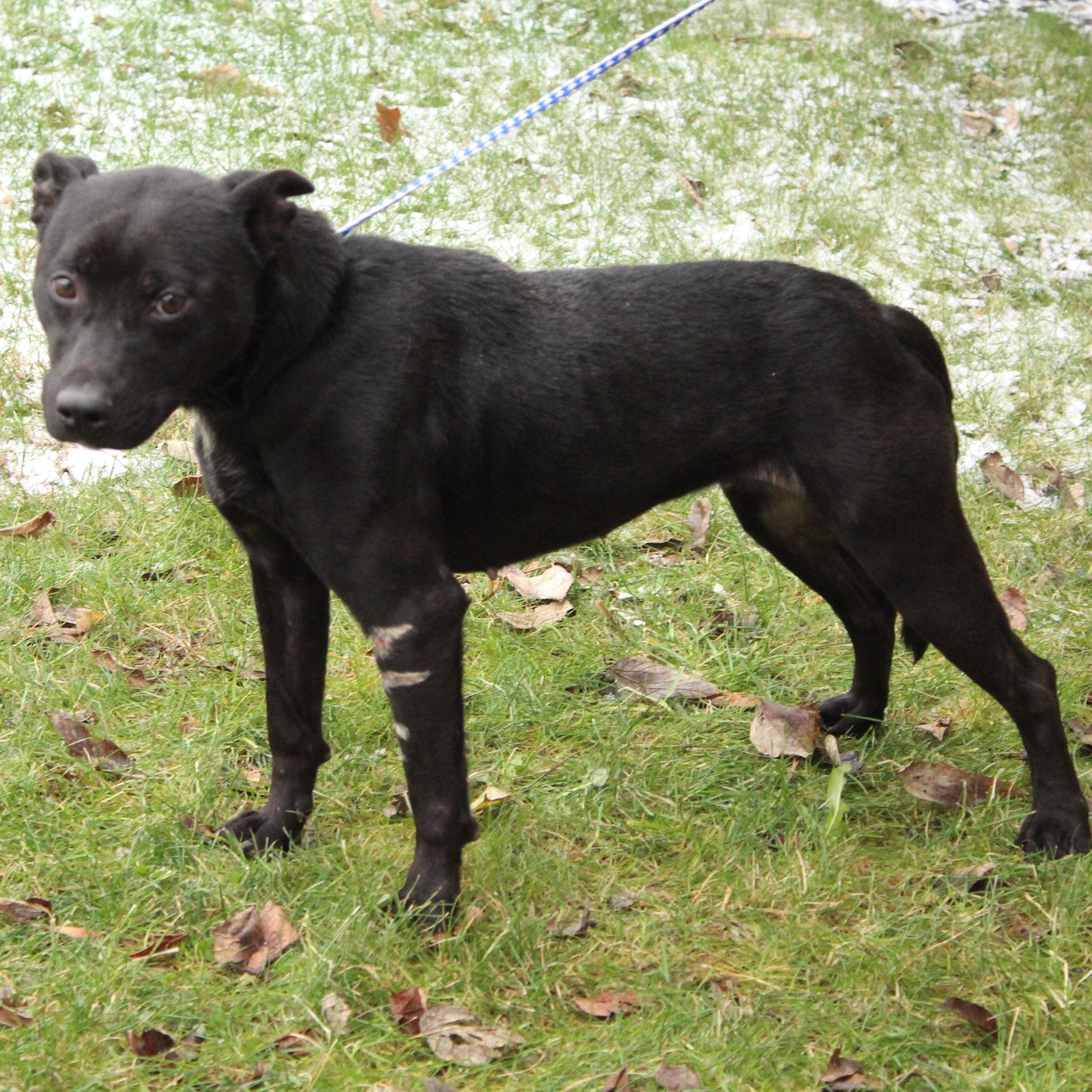 Enlarge Galena, a ADOPTABLE mixed breed in Eaton, OH image 6/6
