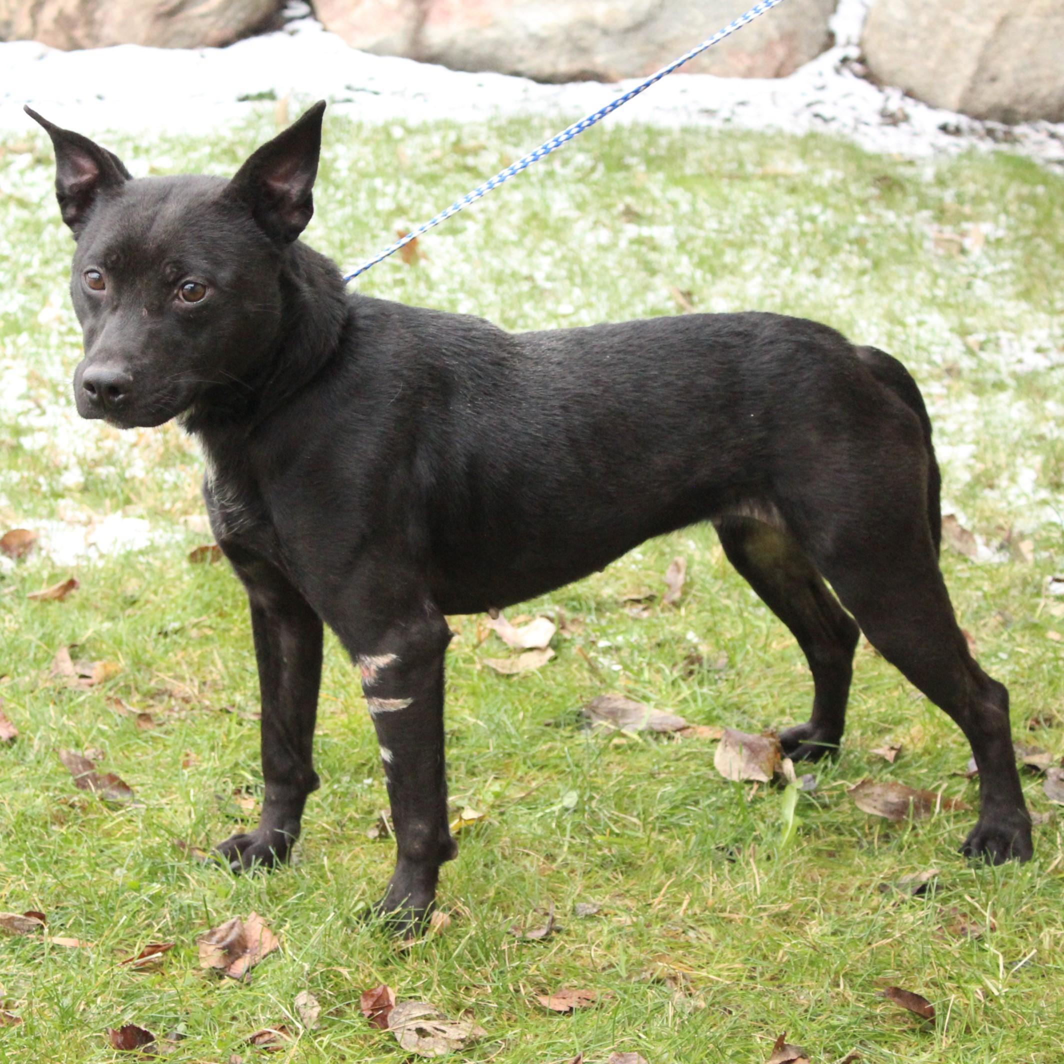 Enlarge Galena, a ADOPTABLE mixed breed in Eaton, OH image 4/6