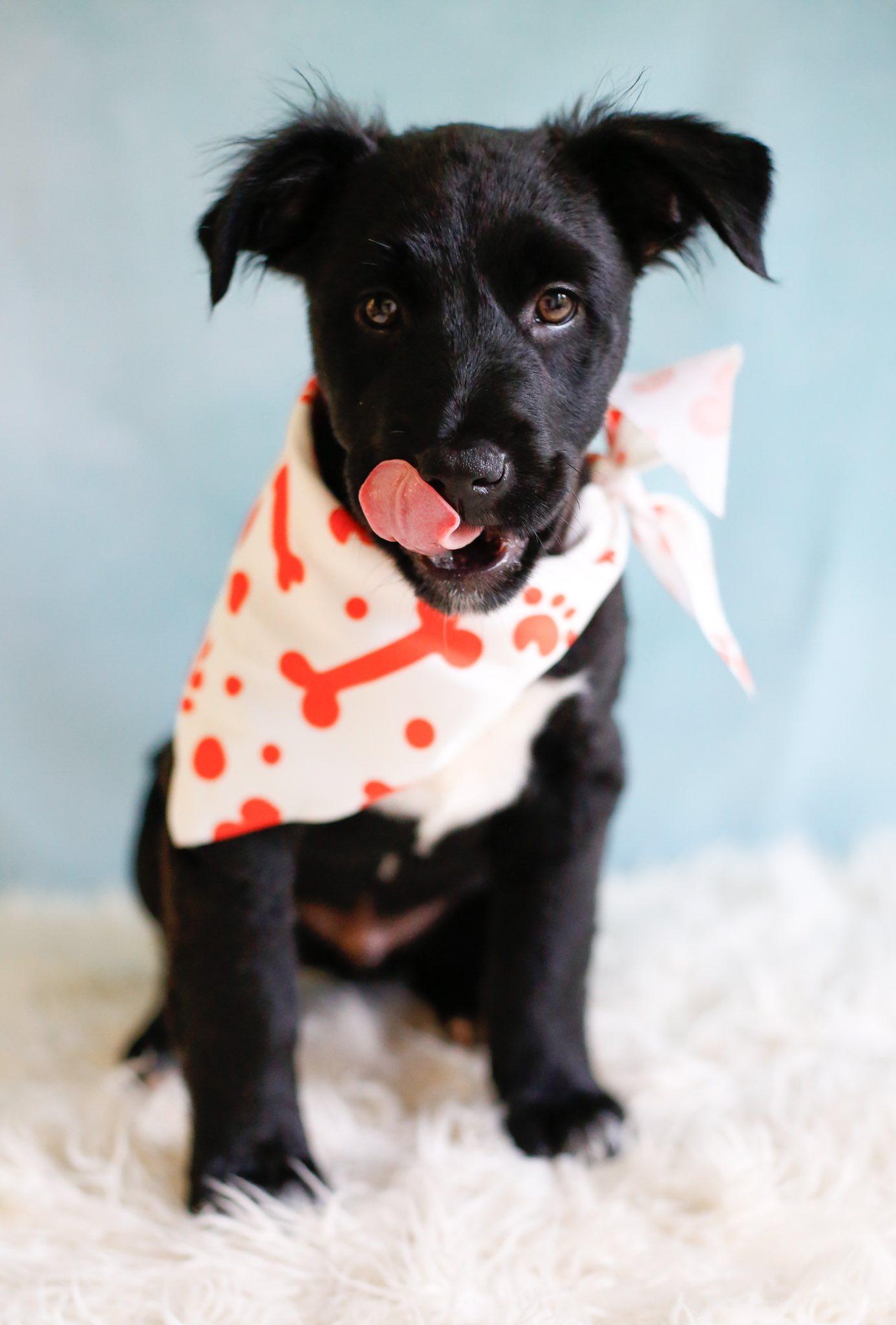 Gus Gus, a Adopted mixed breed in Greenville, SC image 1/3