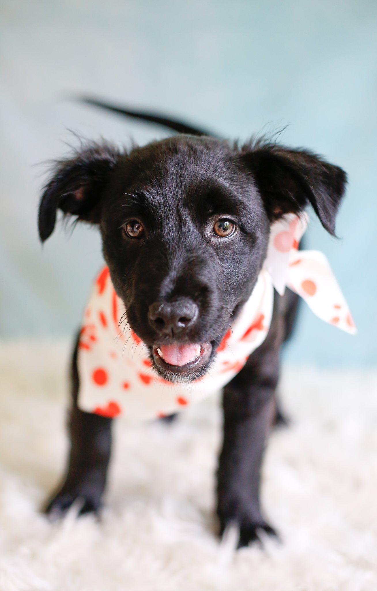 Gus Gus, a Adopted mixed breed in Greenville, SC image 2/3