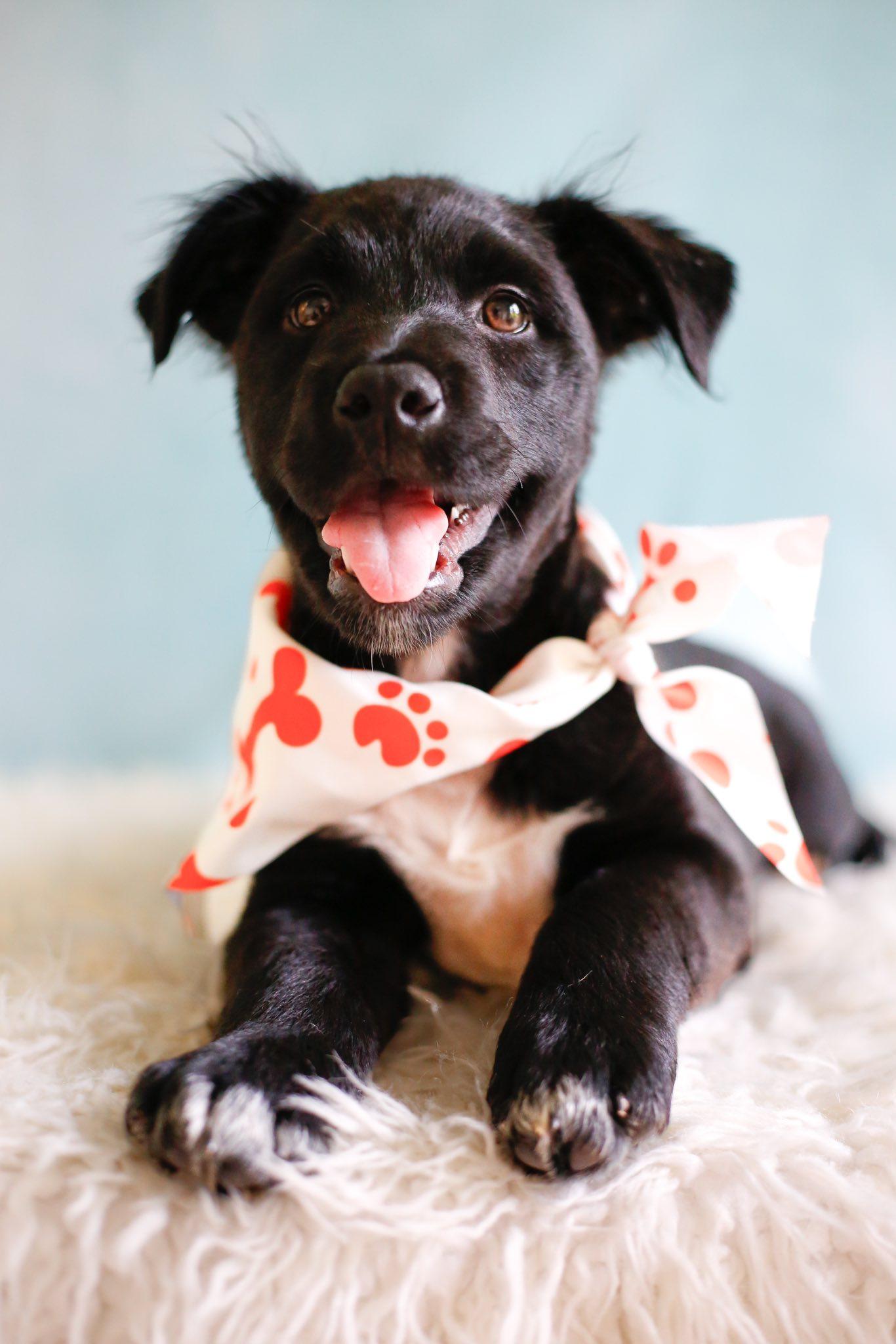 Gus Gus, a Adopted mixed breed in Greenville, SC image 3/3