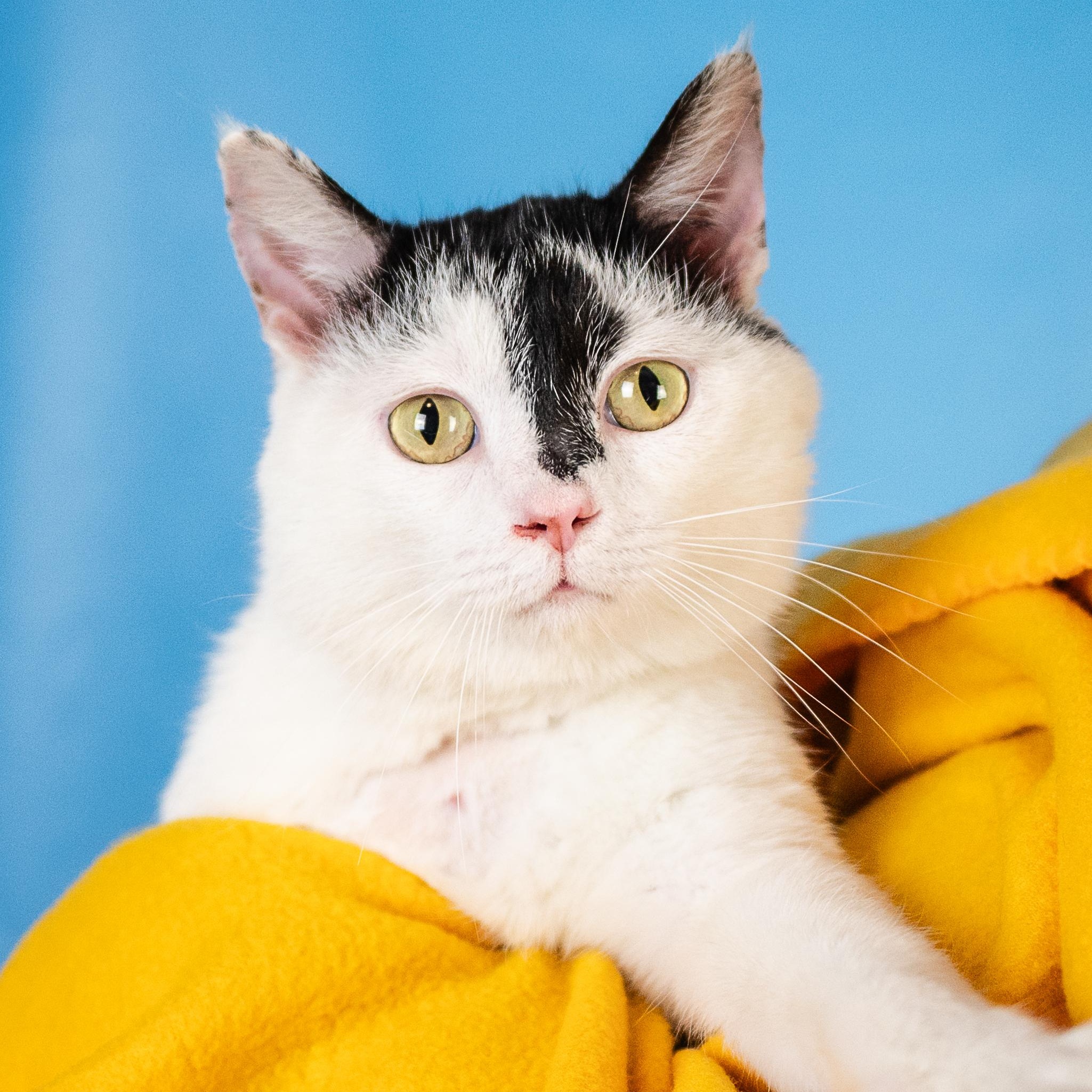 Puffs, ADOPTABLE, Young Male Domestic Short Hair.