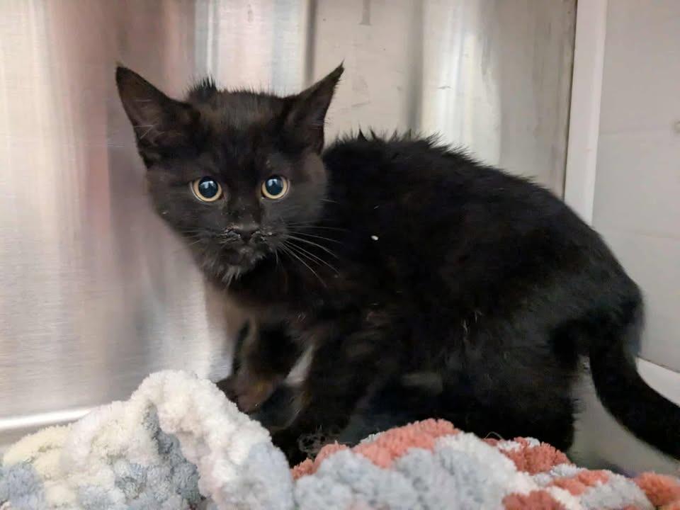 Silk, Adopted, Kitten Female Domestic Short Hair.
