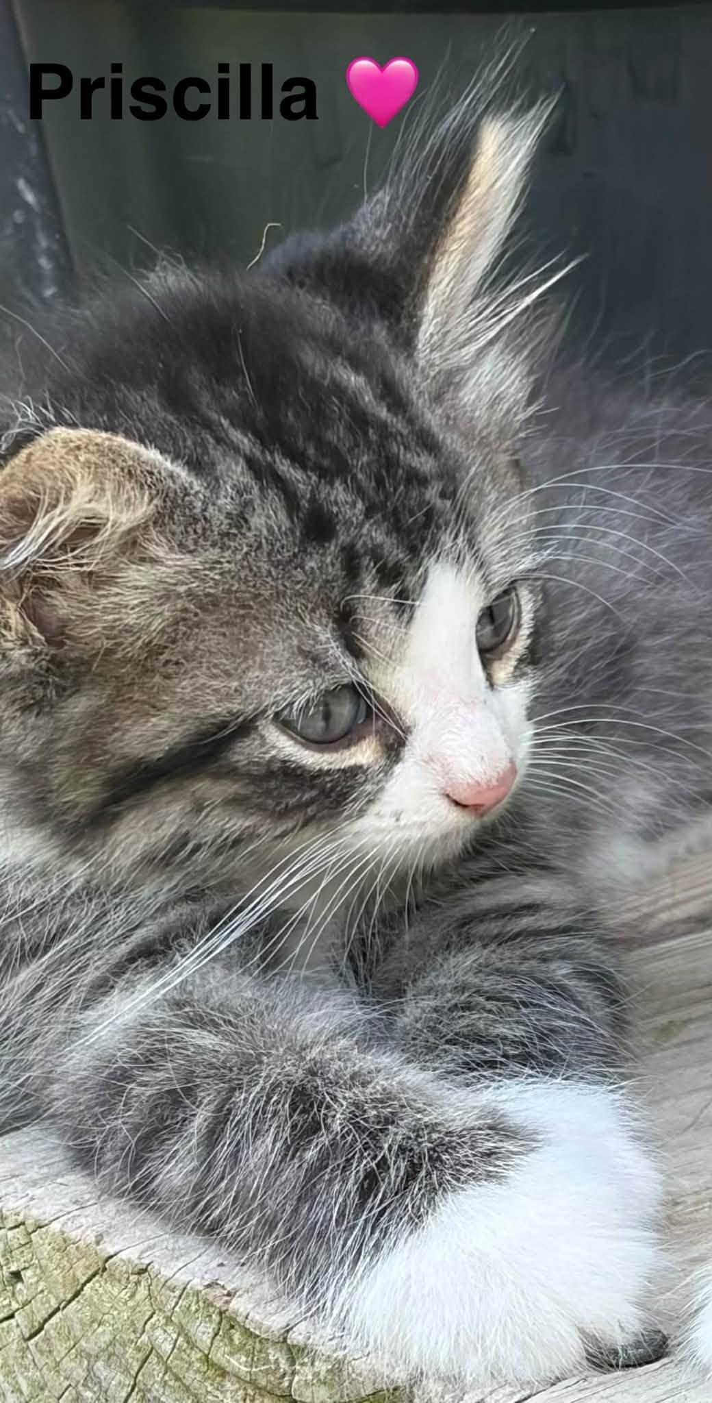 Enlarge Priscilla, a Adopted Tabby in Beckley, WV image 2/4