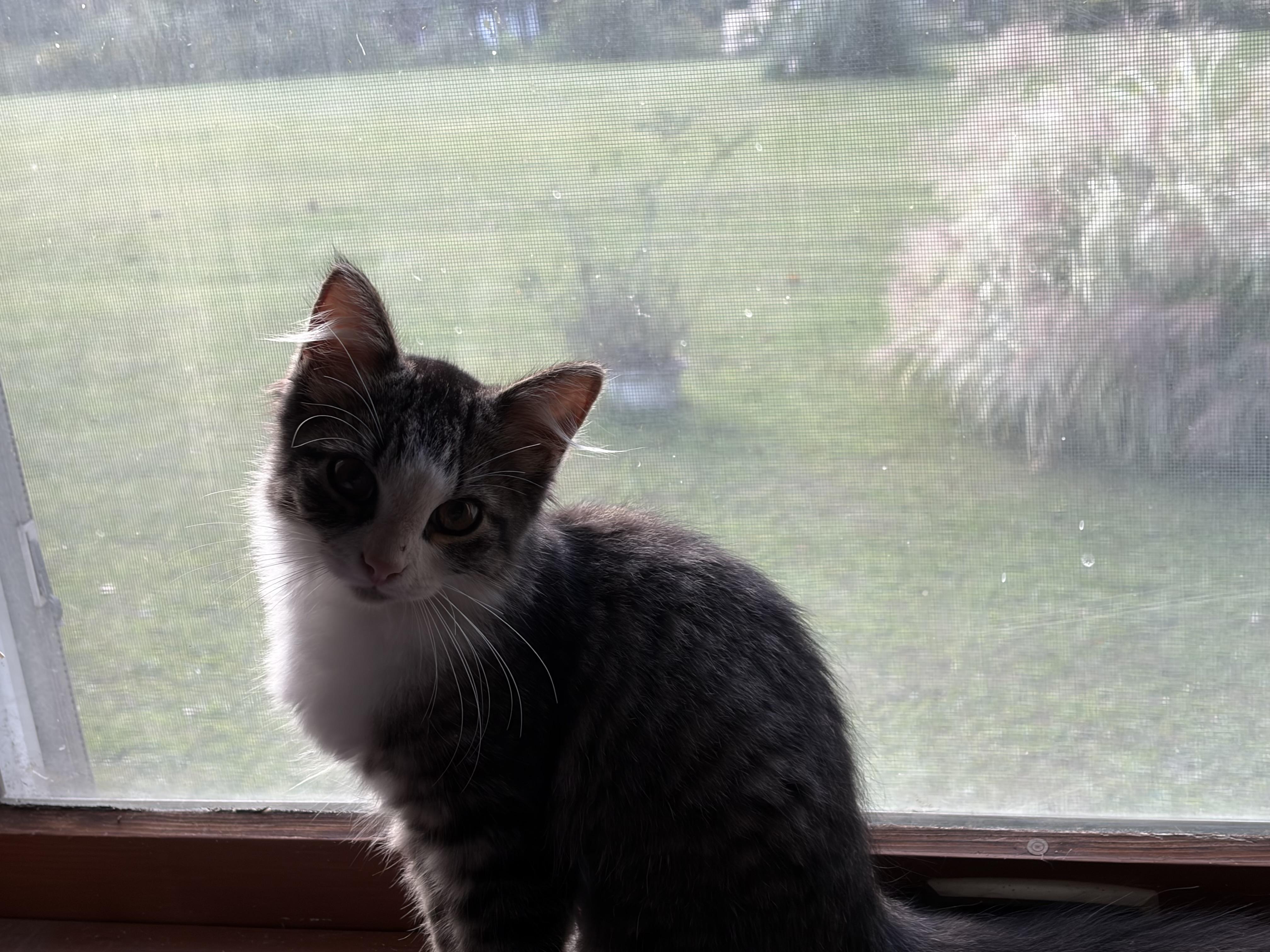 Enlarge Priscilla, a Adopted Tabby in Beckley, WV image 3/4