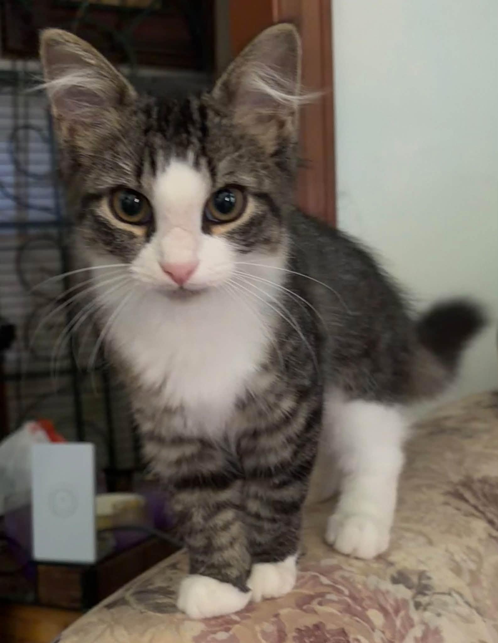 Priscilla, Adopted, Kitten Female Tabby.