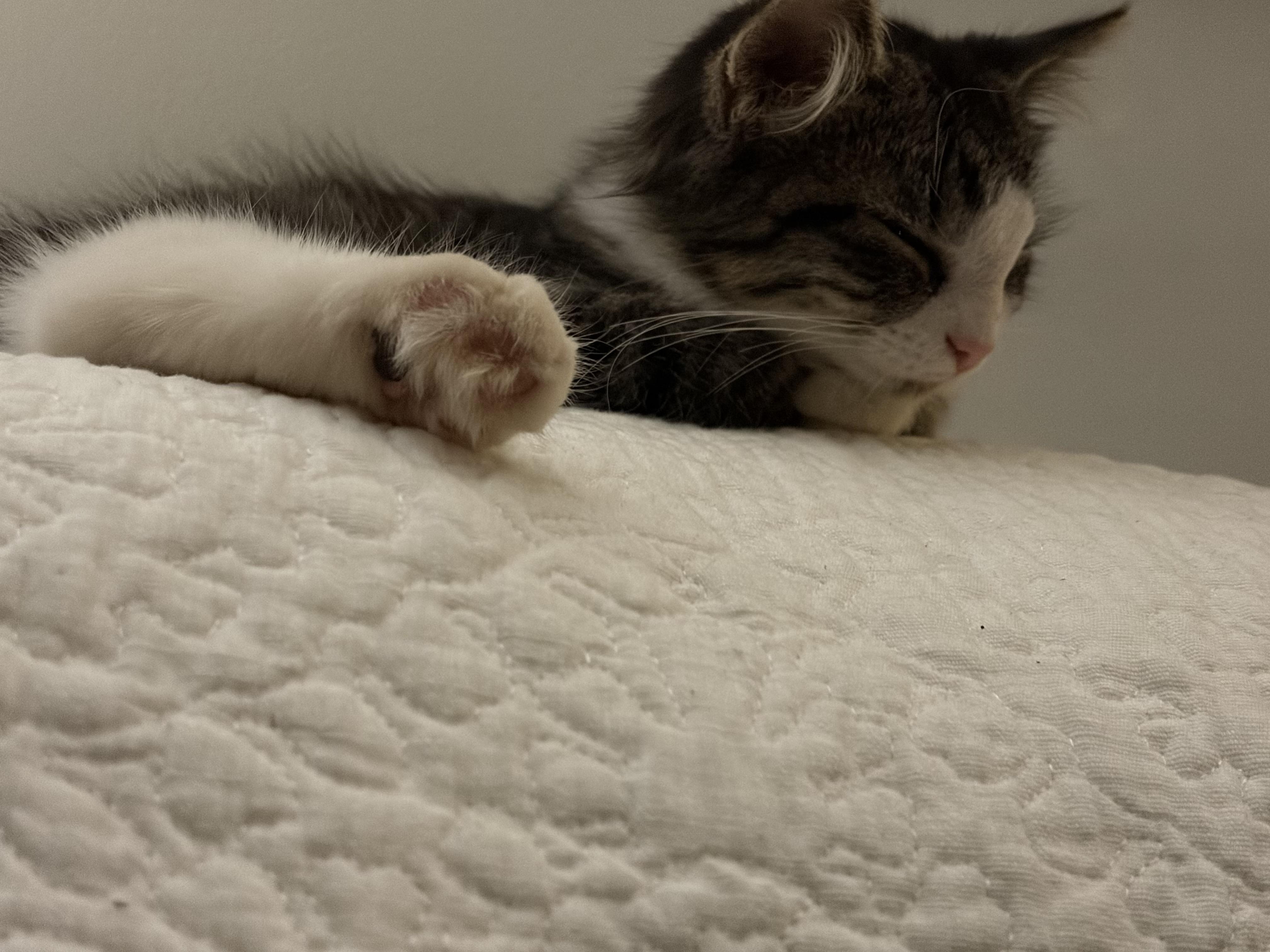 Enlarge Priscilla, a Adopted Tabby in Beckley, WV image 4/4