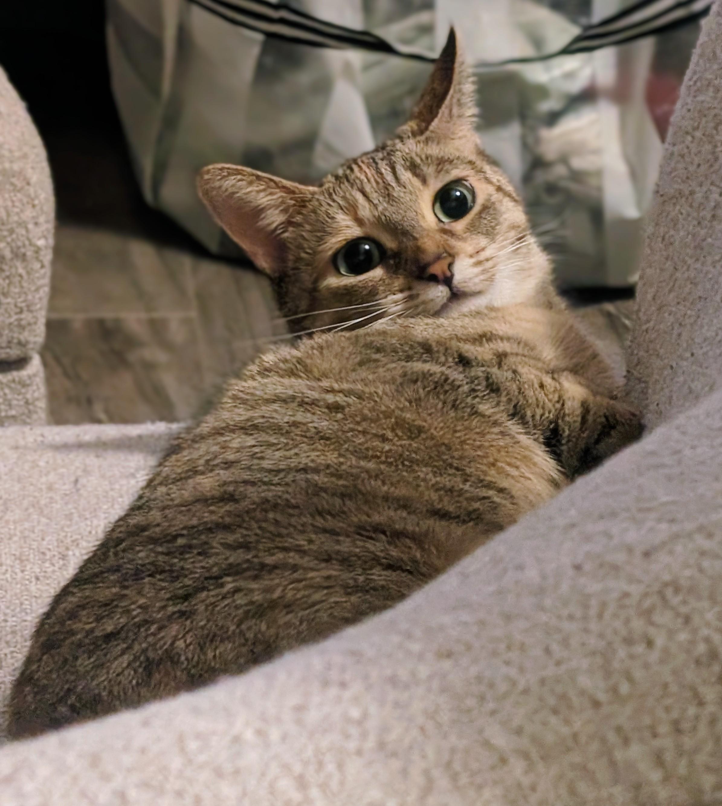 Mirabelle *MUST BE ADOPTED AS A BUDDY CAT*