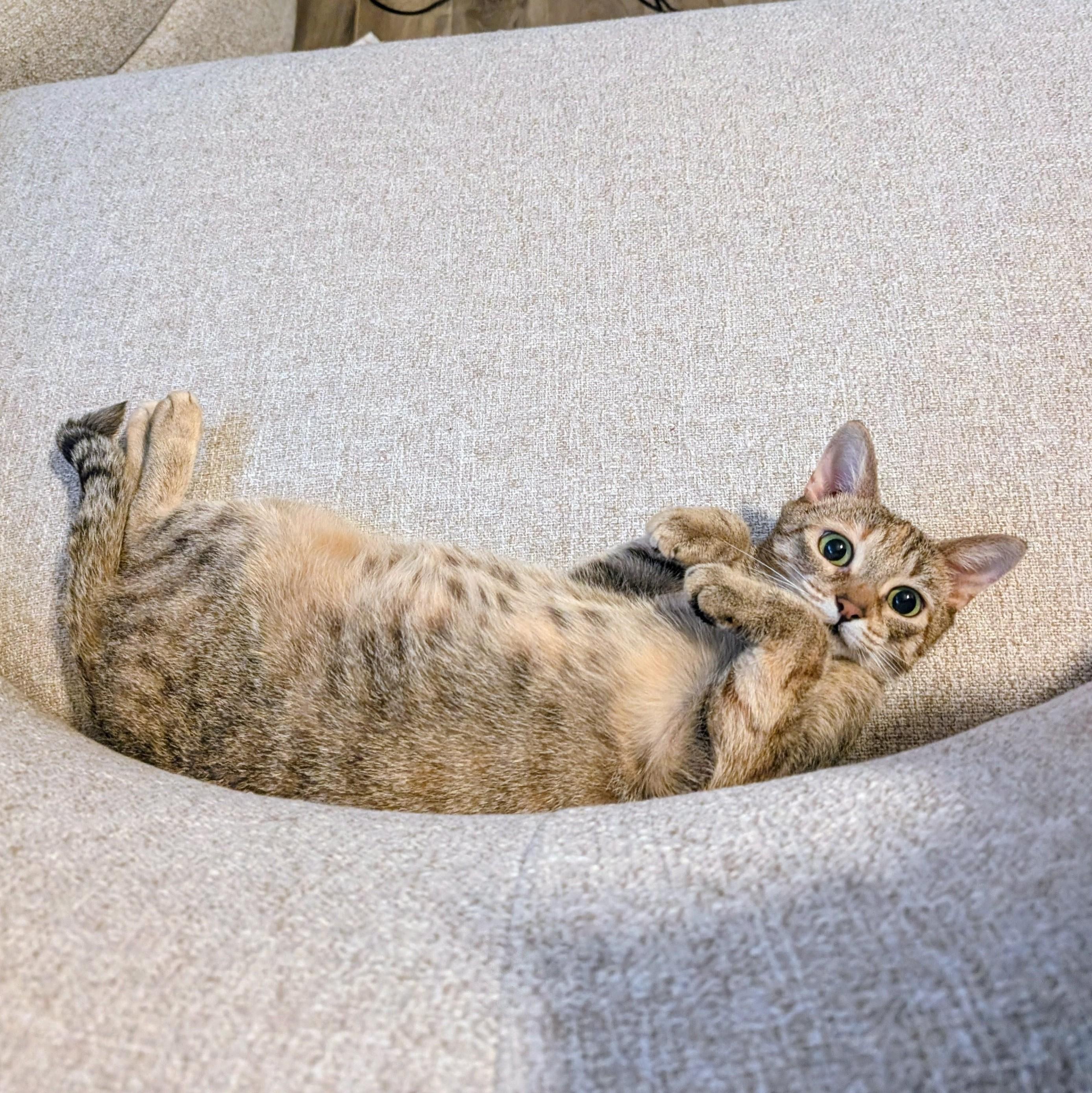 Mirabelle *MUST BE ADOPTED AS A BUDDY CAT*, ADOPTABLE, Adult Female Domestic Short Hair.