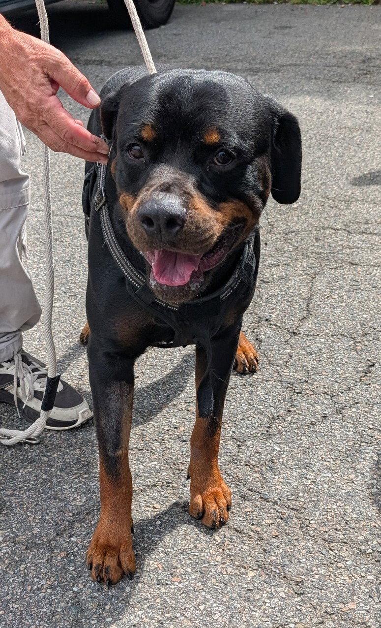 Enlarge King, a Adoptable Rottweiler in Hillsboro, NH image 1/3