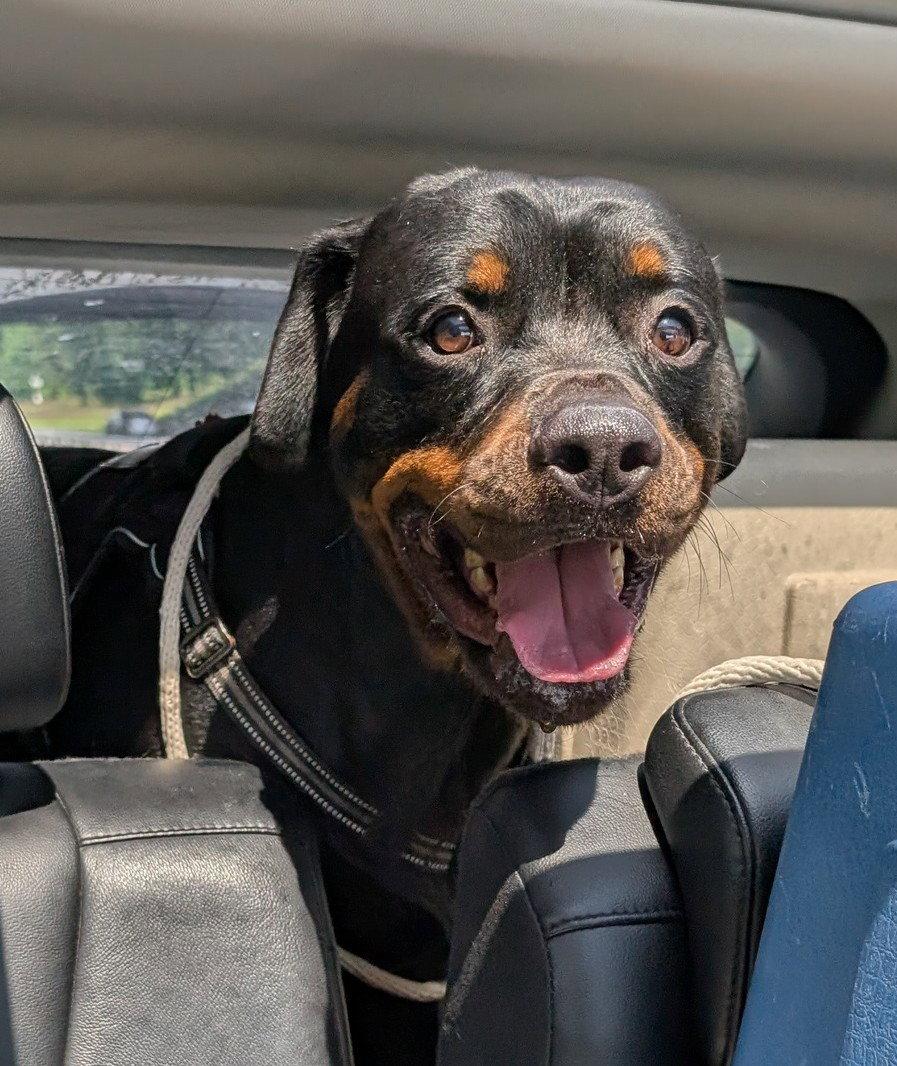 Enlarge King, a Adoptable Rottweiler in Hillsboro, NH image 2/3
