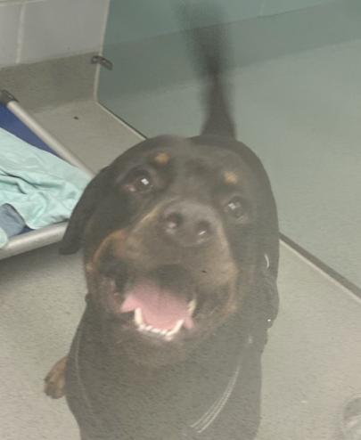 Enlarge King, a Adoptable Rottweiler in Hillsboro, NH image 3/3