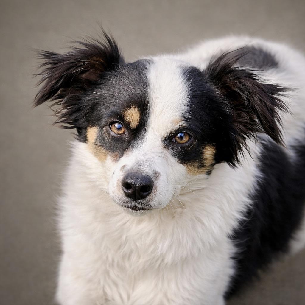 Tara — The Sweet, Playful Mama Who Deserves Her Happy Ending, Adoptable, Young Female Spaniel & Dachshund (Long Haired).