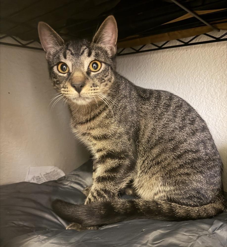 George, Adoptable, Young Male Domestic Short Hair & Domestic Short Hair.