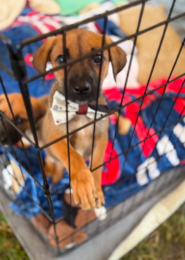Blake, Adopted, Puppy Male German Shepherd Dog.