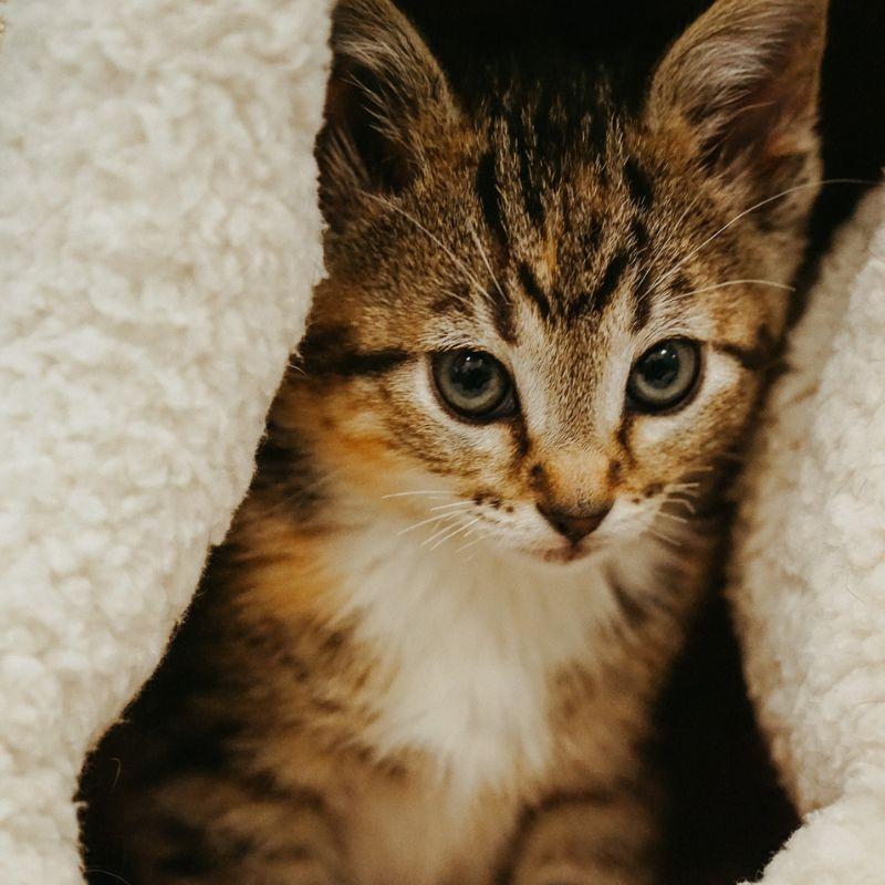 Enlarge Sebastiana, a ADOPTABLE mixed breed in Jackson, WY image 1/2
