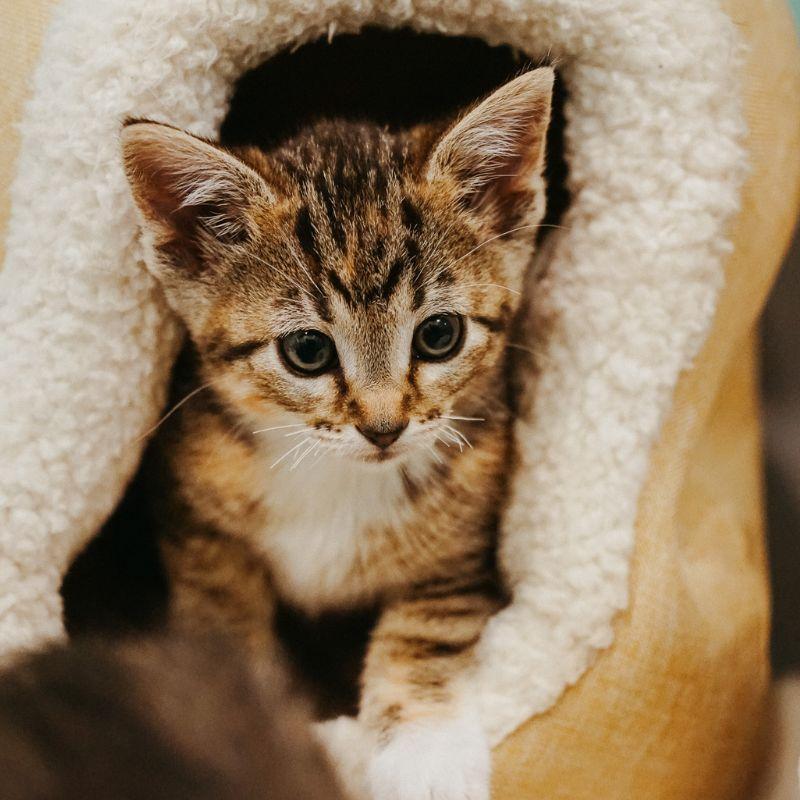 Enlarge Sebastiana, a ADOPTABLE mixed breed in Jackson, WY image 2/2