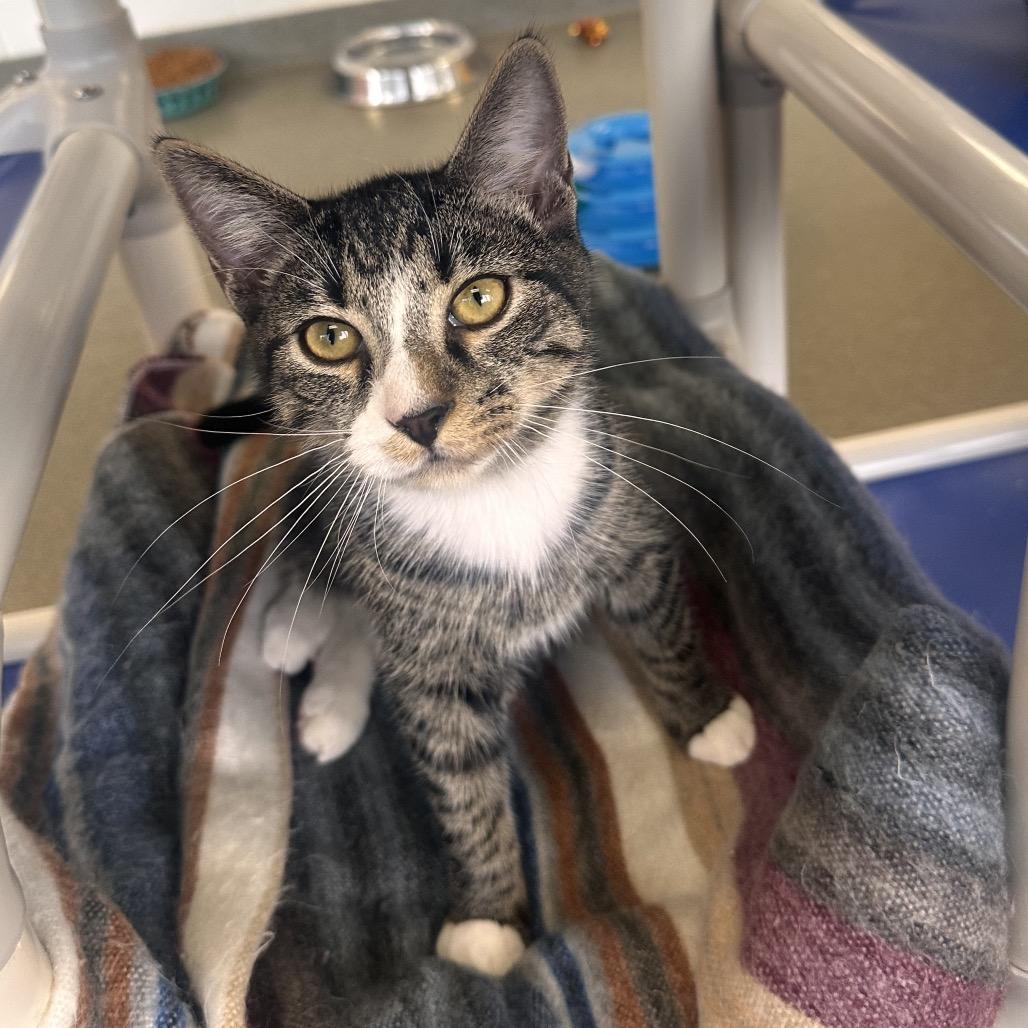 Byte, Adoptable, Young Male Domestic Short Hair.