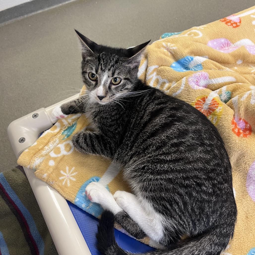 Enlarge Byte, a Adoptable Domestic Short Hair in Rocky Mount, VA image 2/2