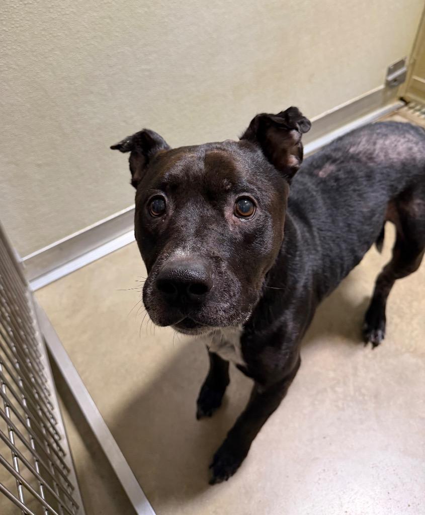Enlarge King, a Adoptable American Staffordshire Terrier in Pierceton, IN image 1/5