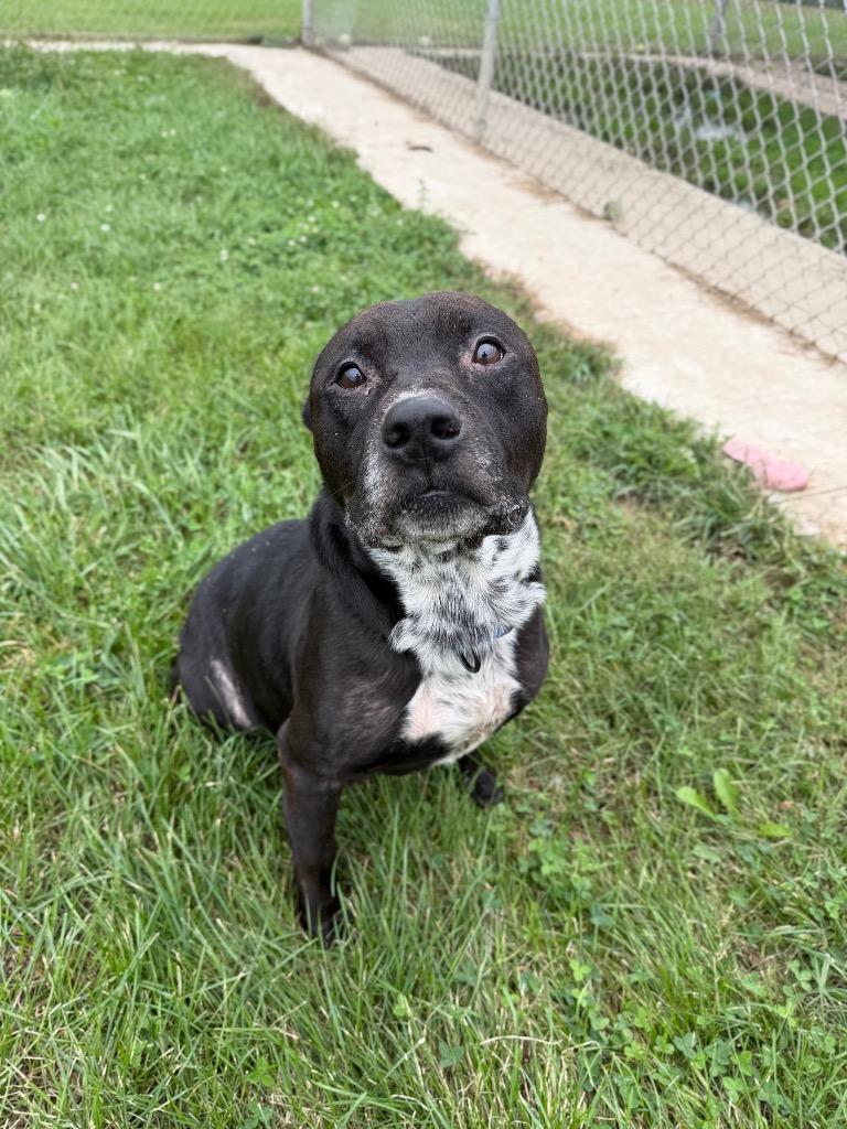 Enlarge King, a Adoptable American Staffordshire Terrier in Pierceton, IN image 2/5