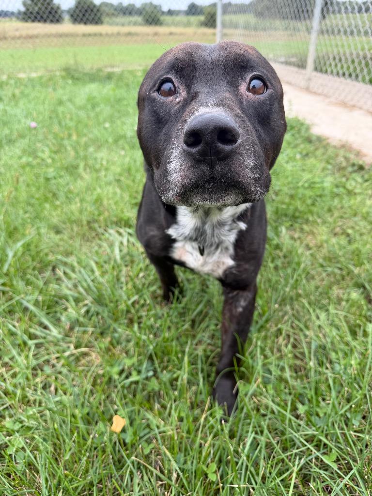 Enlarge King, a Adoptable American Staffordshire Terrier in Pierceton, IN image 3/5