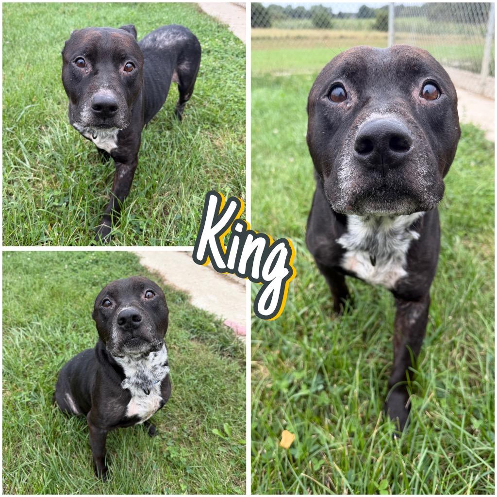 Enlarge King, a Adoptable American Staffordshire Terrier in Pierceton, IN image 4/5