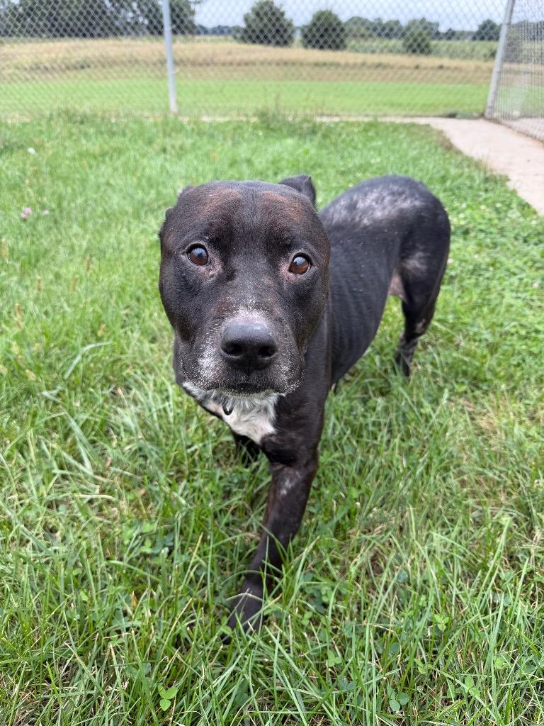 Enlarge King, a Adoptable American Staffordshire Terrier in Pierceton, IN image 5/5