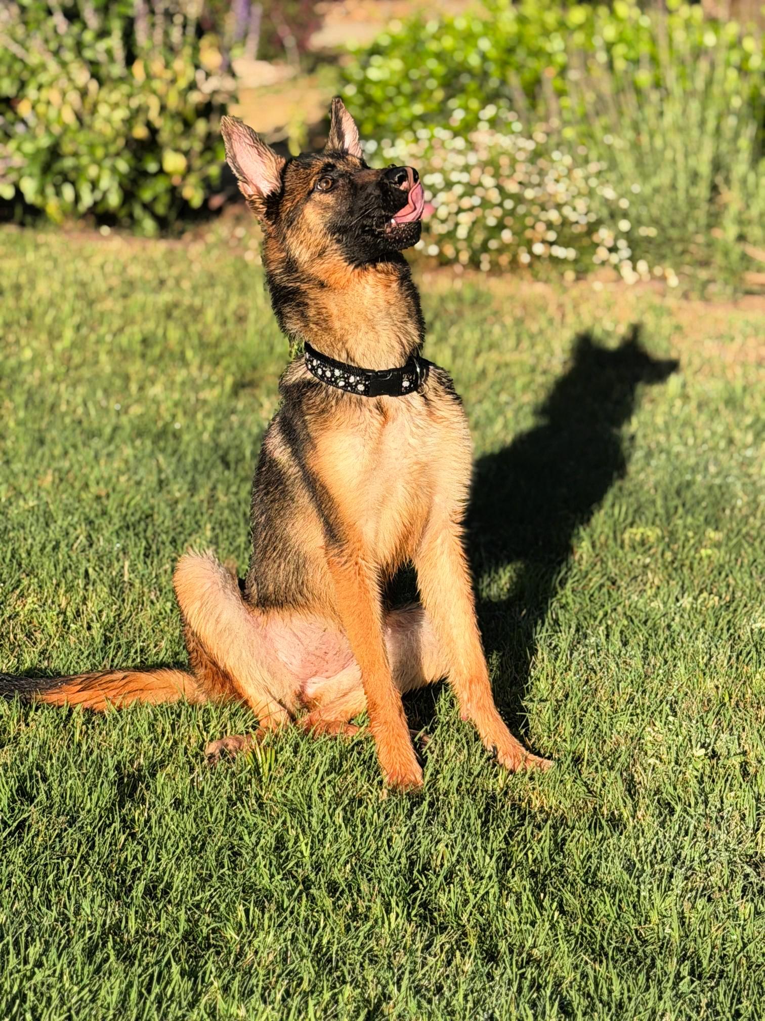 Enlarge Willow is well behaved NEEDS FOSTER, a ADOPTABLE mixed breed in Redondo Beach, CA image 5/6