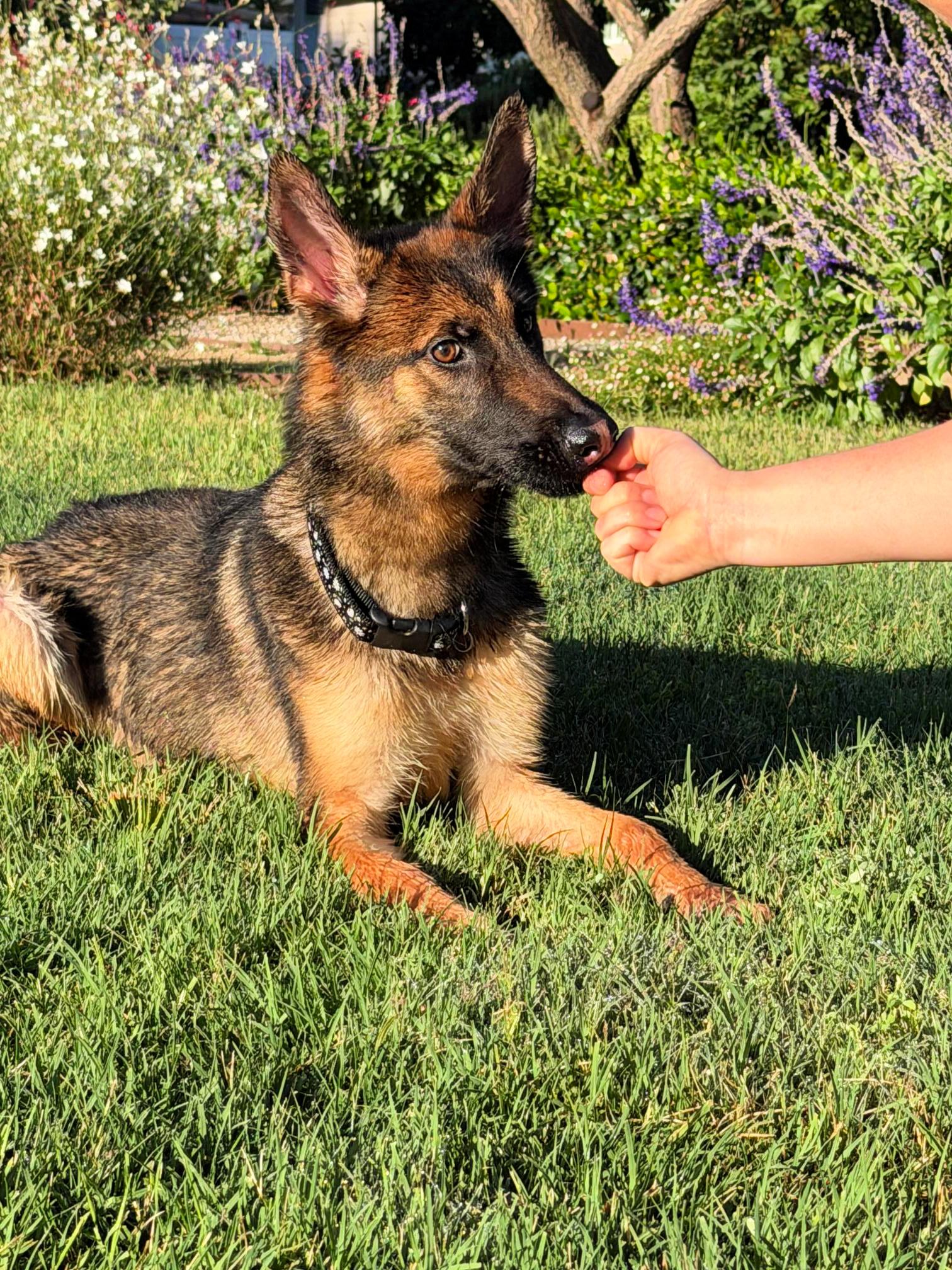 Enlarge Willow is well behaved NEEDS FOSTER, a ADOPTABLE mixed breed in Redondo Beach, CA image 2/6