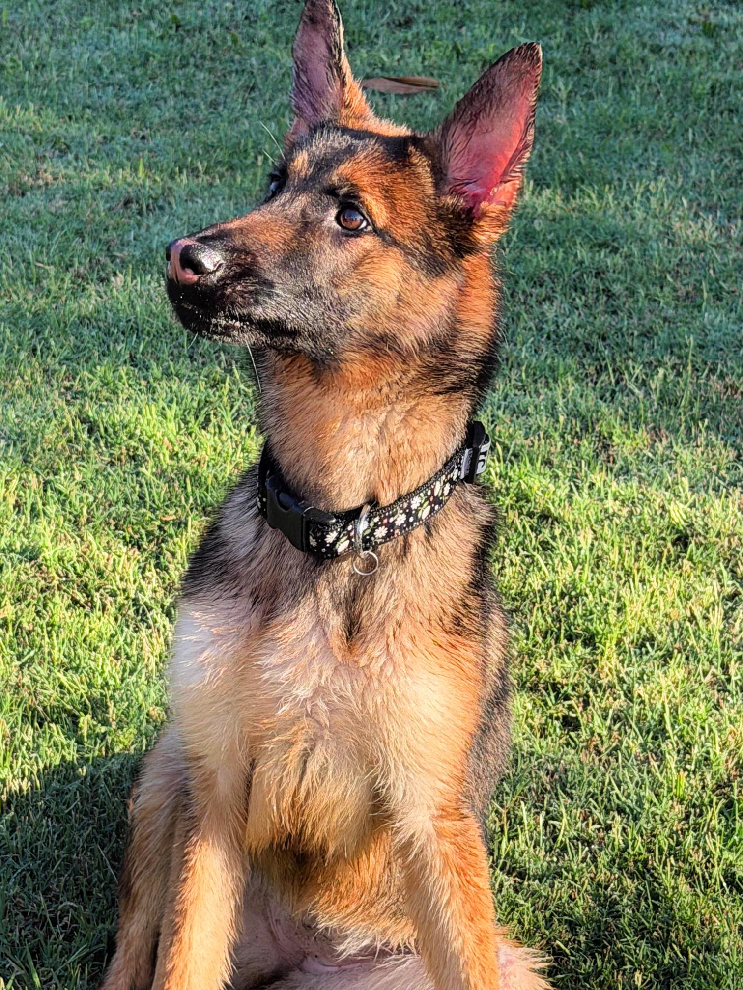 Enlarge Willow is well behaved NEEDS FOSTER, a ADOPTABLE mixed breed in Redondo Beach, CA image 1/6