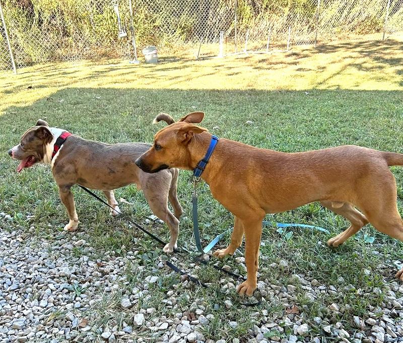 Enlarge MACON BACON, a Adoptable Hound in Pegram, TN image 5/6