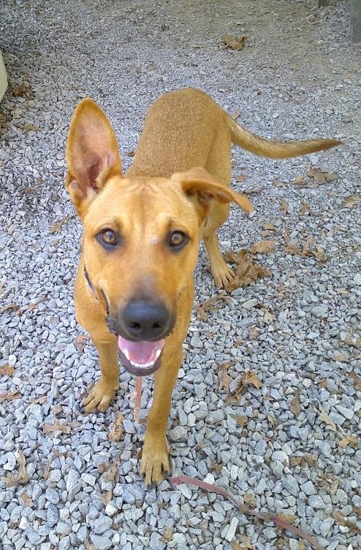Enlarge MACON BACON, a Adoptable Hound in Pegram, TN image 4/6