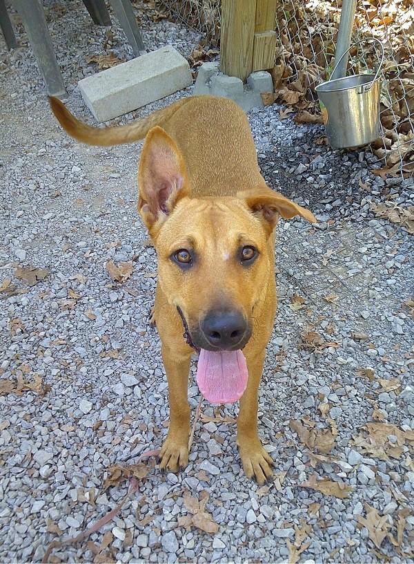 Enlarge MACON BACON, a Adoptable Hound in Pegram, TN image 6/6