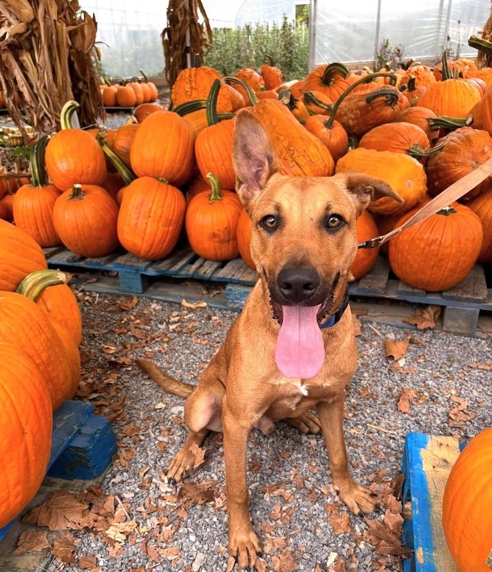 MACON BACON, Adoptable, Young Male Hound.